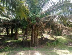 Memprihatinkan Kondisi Tanaman Sawit Afd 6 PTPN IV DOI Diduga Daun Rusak,Rumput Menjalar Ke Batang Daun Sawit
