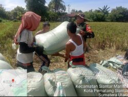 Babinsa Koramil 03/Siantar Selatan Bantu Petani Angkat Hasil Panen Padi di Sukaraja