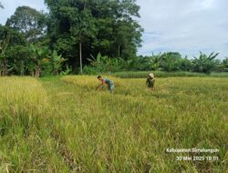 Babinsa dan PPL Lakukan Monitoring Sawah di Gunung Malela, Jadwal Panen Disesuaikan