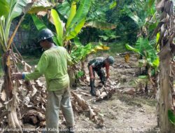 Babinsa Koramil 05/Serbelawan Ajak Petani Tingkatkan Hasil Panen Pisang Lewat Komsos