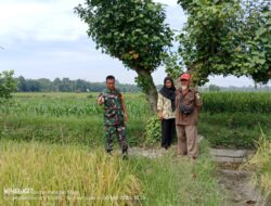 Babinsa Koramil 09/Tiga Balata Dampingi Warga Panen Padi di Dolok Panribuan