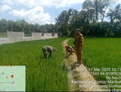 Babinsa Koramil 03/Siantar Selatan Bersama Dinas Pertanian Tinjau Sawah Terserang Penyakit di Siantar Marihat