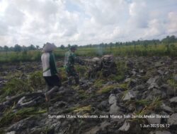 Percepat Tambah Tanam, Babinsa Koramil 10/Tanah Jawa Aktif Dukung Ketahanan Pangan