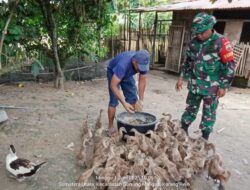 Peternakan Bebek Jadi Peluang Emas, Babinsa Bina Warga di Simalungun