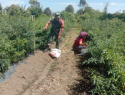 Babinsa Saribudolok Jalin Komsos dengan Petani Cabe, Dorong Pertanian Unggul di Silimakuta”