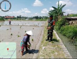 Babinsa Koramil Siantar Selatan Aktif Dukung Ketahanan Pangan, Bantu Petani Tanam Padi di Simarimbun