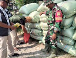 Petani Simalungun Serahkan 2,4 Ton Gabah, Babinsa dan Bulog Turun Langsung ke Lapangan