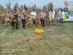 Kolaborasi TNI, Polri, dan Pemkab Simalungun, Panen Jagung Serentak di Gunung Malela Sukses Digelar