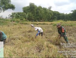 Panen Padi Bersama Poktan Horas Nauli, Babinsa Siantar Selatan Pererat Sinergi dengan Petani”