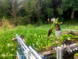 Satgas Kodim 0207/Simalungun Angkat 48 Ton Eceng Gondok dari Danau Toba dalam Sehari