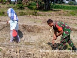 Semangat Bertani, Babinsa Koramil 08/Bangun Bantu Pemupukan Jagung di Silampuyang