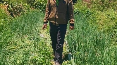 Maraknya Pencurian Hasil Tani Warga Sibuntuon Resah  Petani Resmi Lapor Polisi